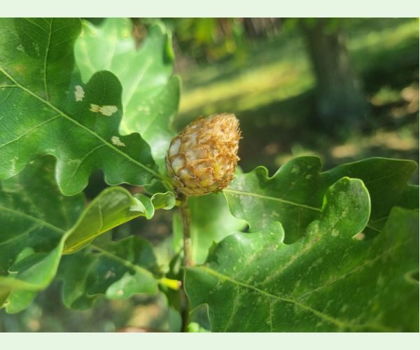 Hrčiarka Andricus foecundatrix