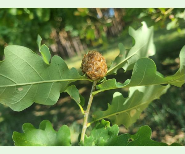 Hrčiarka Andricus foecundatrix