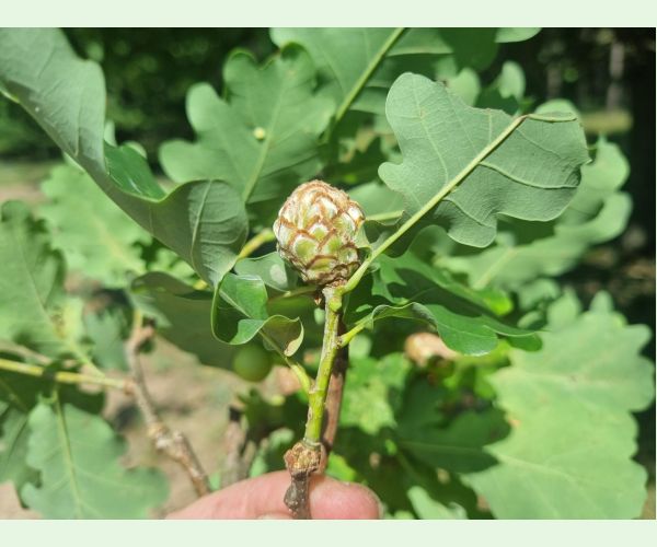 Hrčiarka Andricus foecundatrix