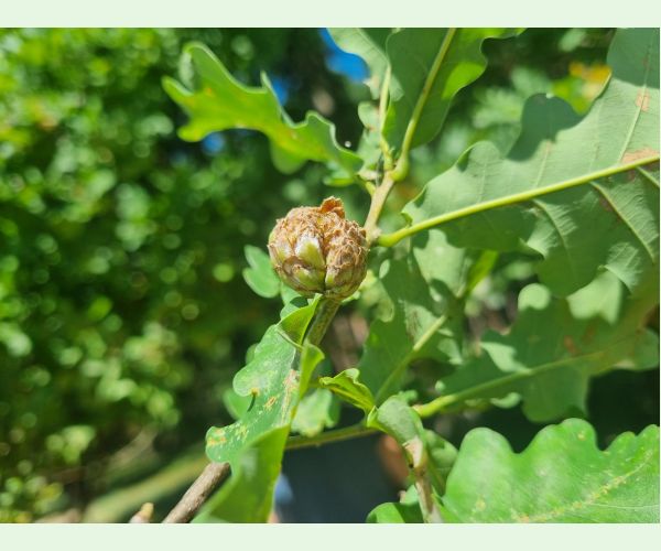 Hrčiarka Andricus foecundatrix