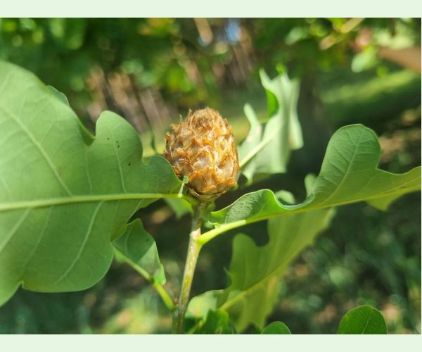 Hrčiarka Andricus foecundatrix