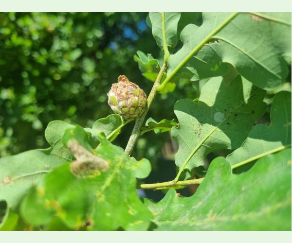 Hrčiarka Andricus foecundatrix