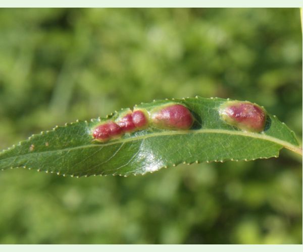 Hrčiarka Pontania proxima