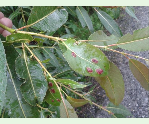 Hrčiarka Pontania proxima