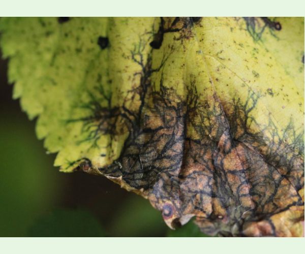 Huba Paraconiothyrium tiliae