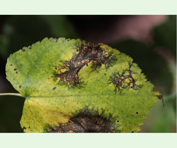 Huba Paraconiothyrium tiliae