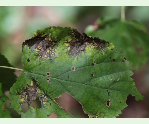 Huba Paraconiothyrium tiliae