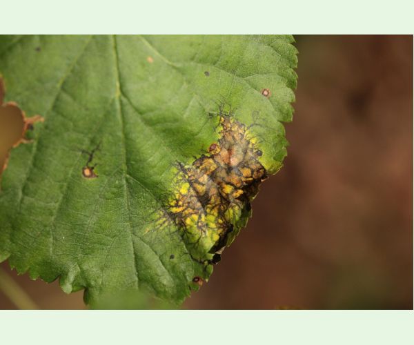 Huba Paraconiothyrium tiliae