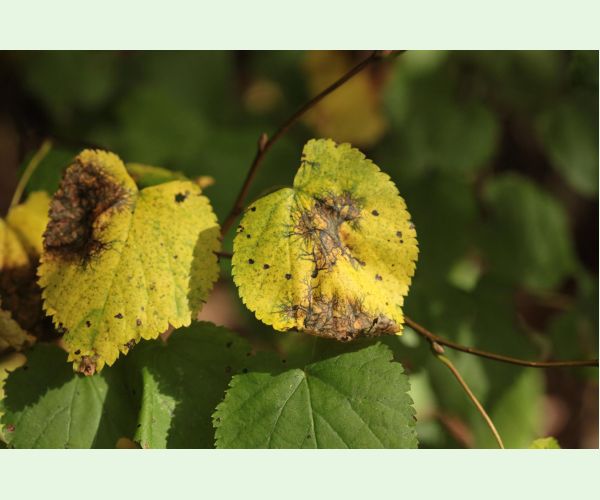 Huba Paraconiothyrium tiliae