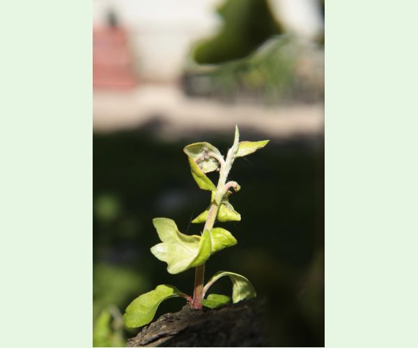 Voška Dysaphis devecta