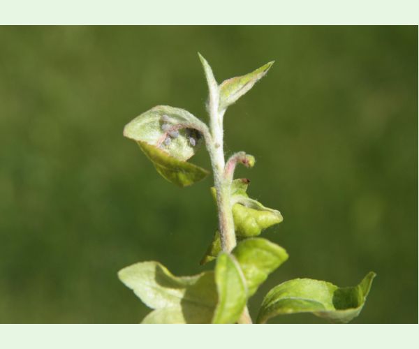 Voška Dysaphis devecta