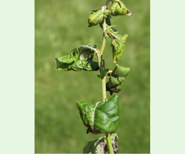 Voška Dysaphis devecta