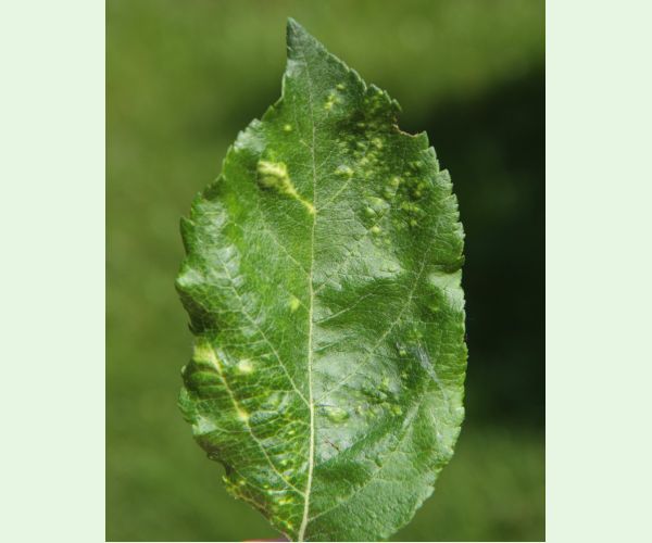 Voška Dysaphis devecta