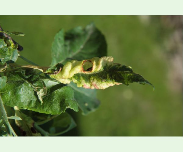 Voška Dysaphis devecta