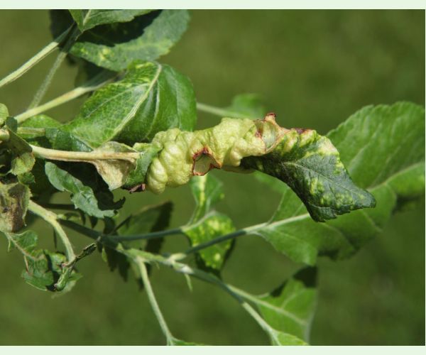 Voška Dysaphis devecta