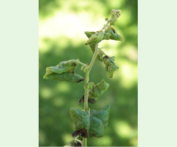 Voška Dysaphis devecta