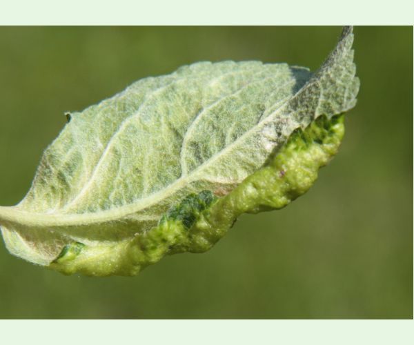 Voška Dysaphis devecta