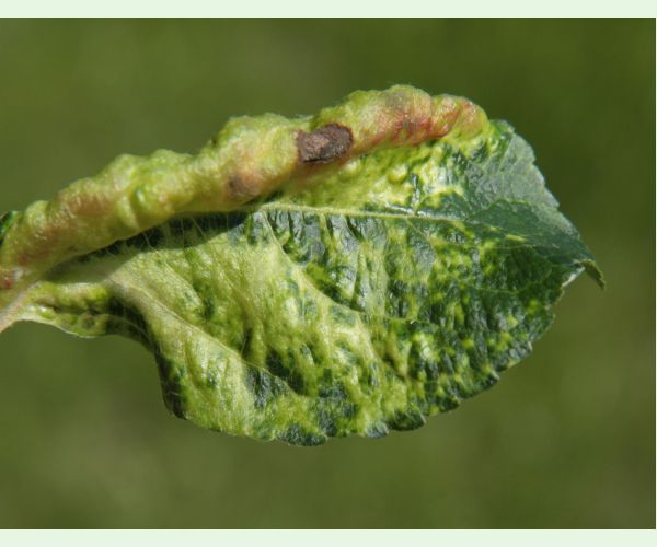 Voška Dysaphis devecta