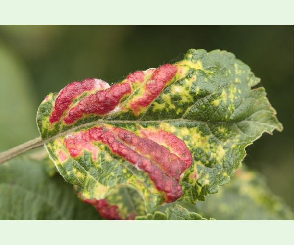 Voška Dysaphis devecta