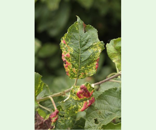 Voška Dysaphis devecta