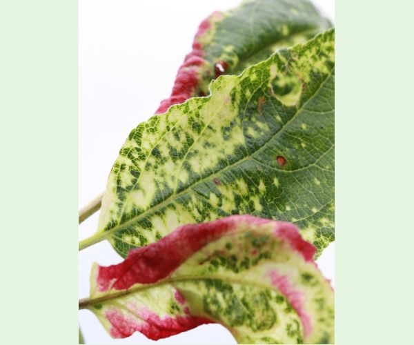 Voška Dysaphis devecta