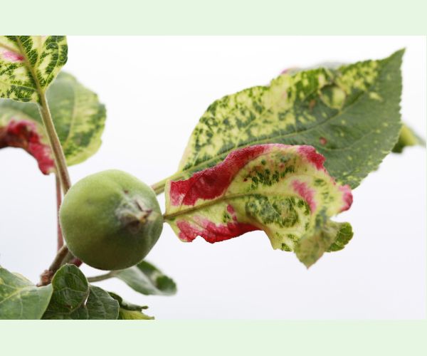 Voška Dysaphis devecta