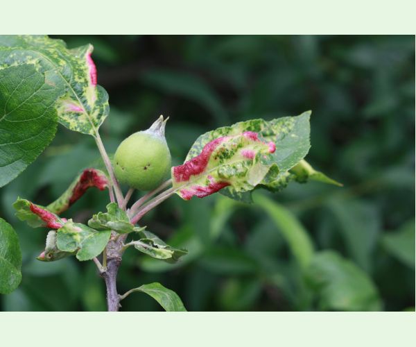 Voška Dysaphis devecta