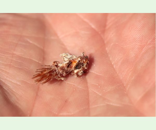 Obaľovač mládnikový