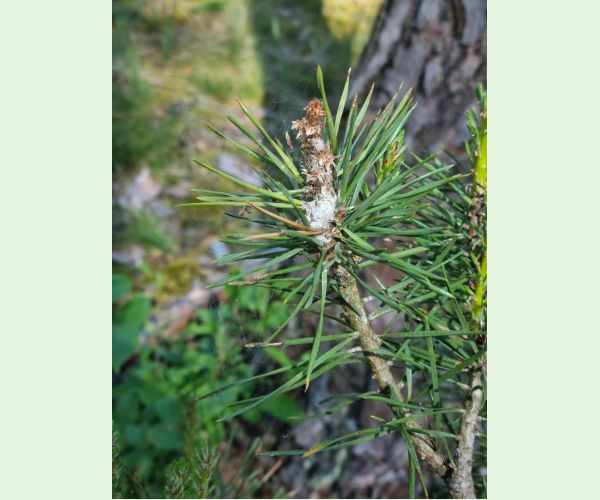 Obaľovač mládnikový