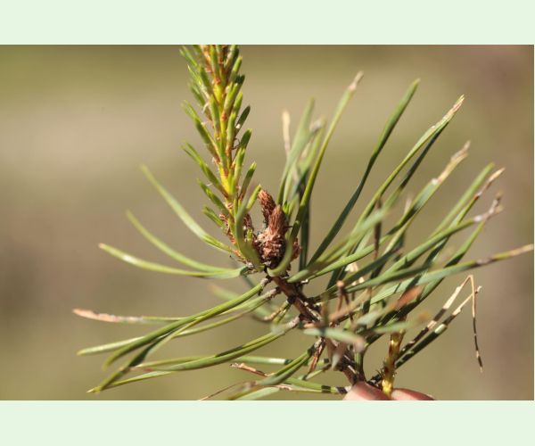 Obaľovač mládnikový