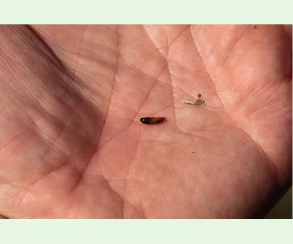 Obaľovač mládnikový