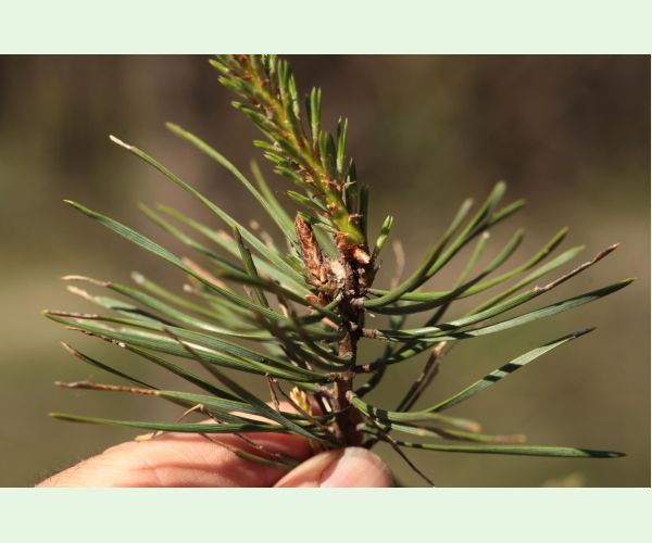 Obaľovač mládnikový