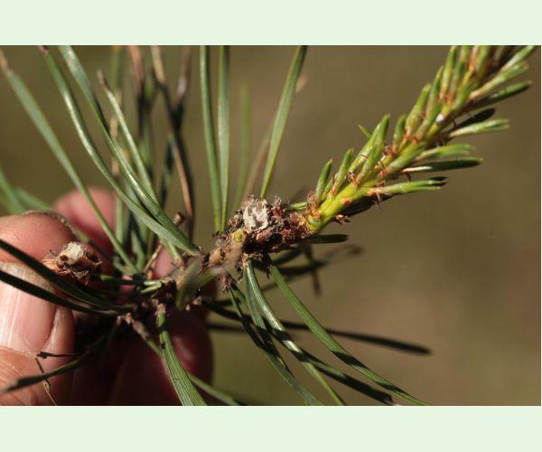 Obaľovač mládnikový