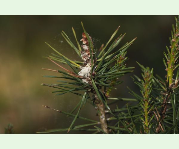 Obaľovač mládnikový