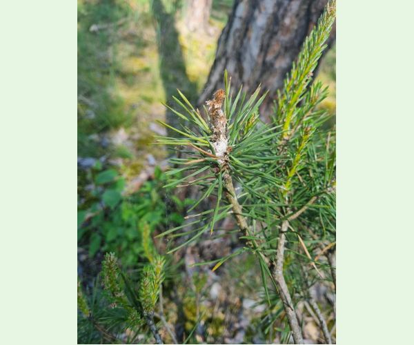 Obaľovač mládnikový