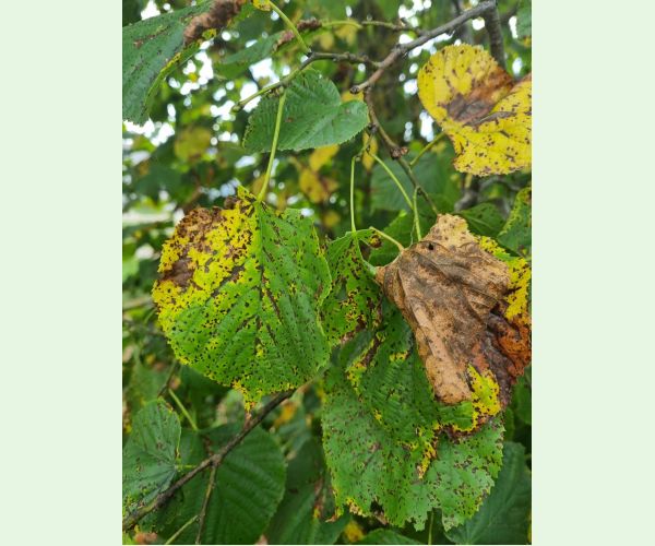 Cerkosporová škvrnitosť lipy