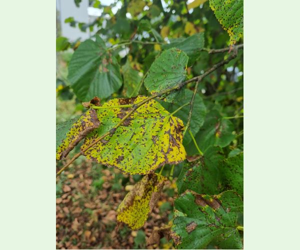 Cerkosporová škvrnitosť lipy