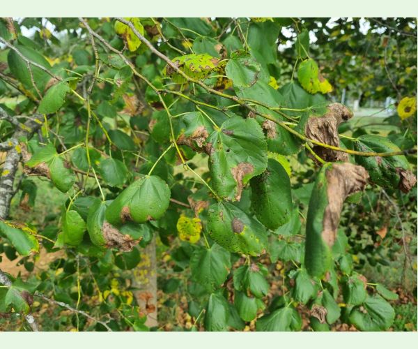 Cerkosporová škvrnitosť lipy