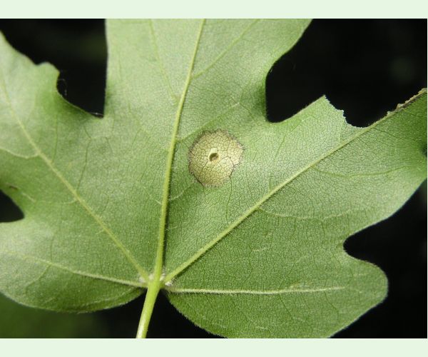 Hrčiarka Acericecis campestre