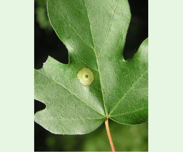 Hrčiarka Acericecis campestre