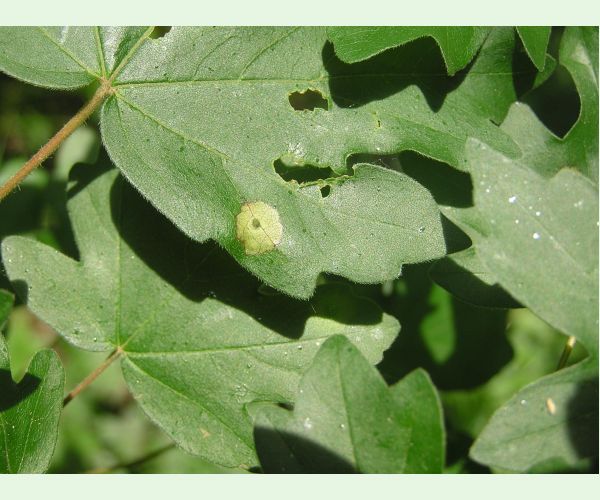 Hrčiarka Acericecis campestre
