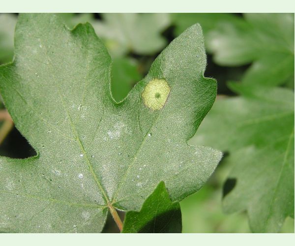 Hrčiarka Acericecis campestre