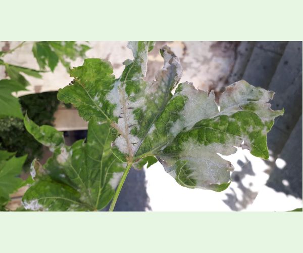 Múčnatka platanová