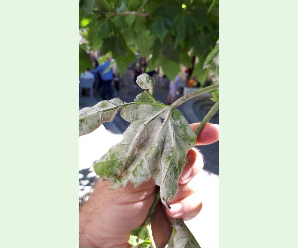 Múčnatka platanová