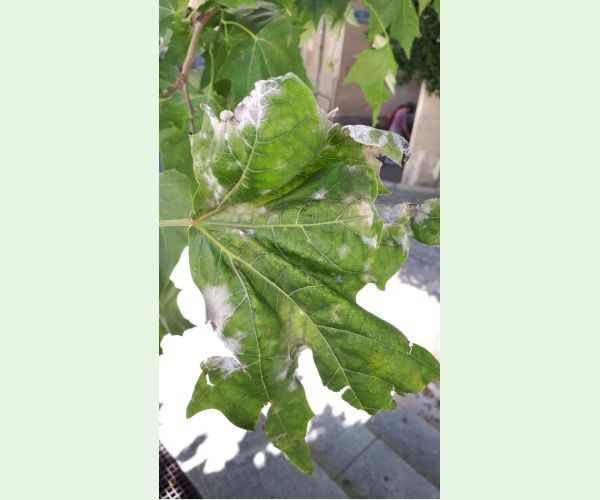 Múčnatka platanová