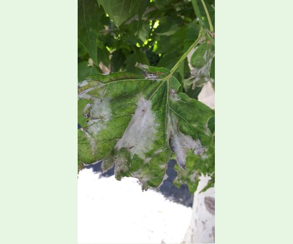 Múčnatka platanová