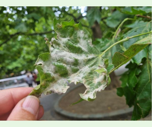 Múčnatka platanová