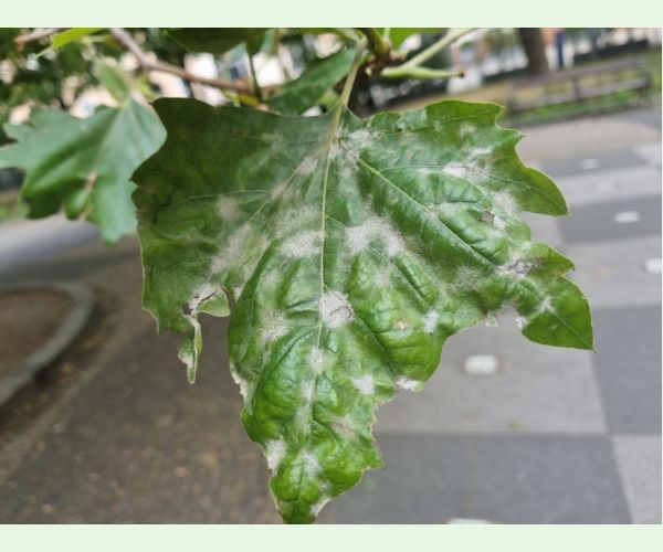 Múčnatka platanová