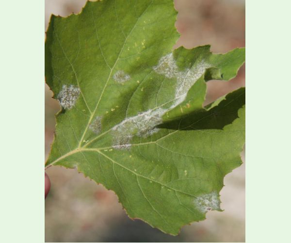 Múčnatka platanová