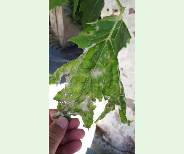 Múčnatka platanová